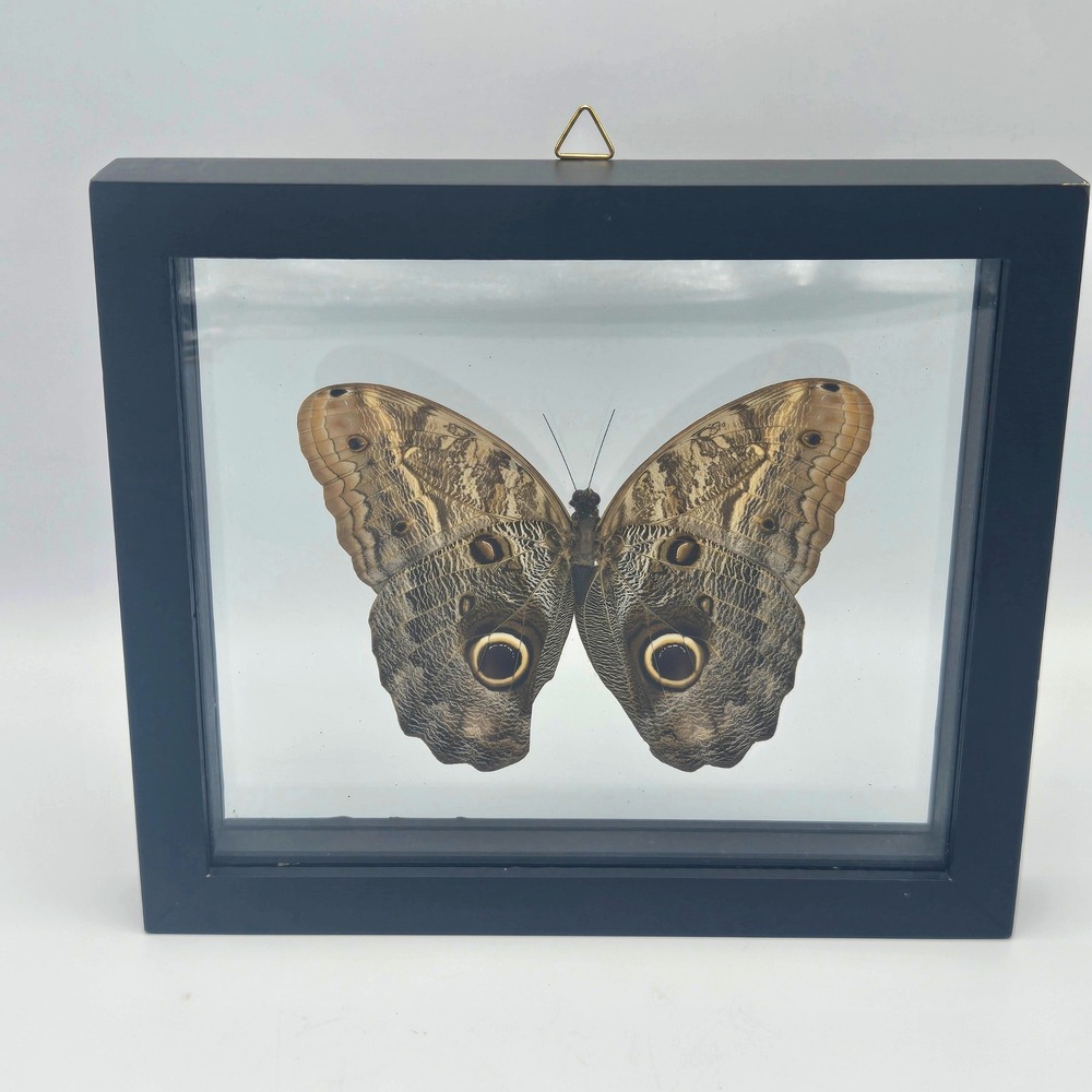 Real Owl Butterfly Taxidermy in 2 Sided Shadow Box Boho Eclectic Wall Decor